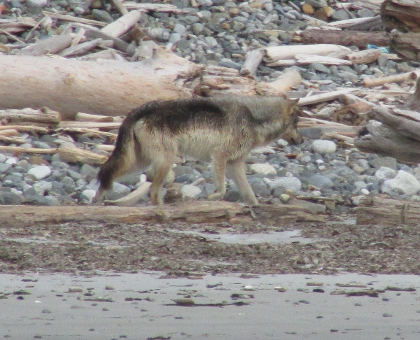 Photo of Canis lupus by <a href="http://morrisoncreek.org/">Kathryn Clouston</a>